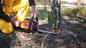 Best Tree Disease Treatment  in Falls Church, VA