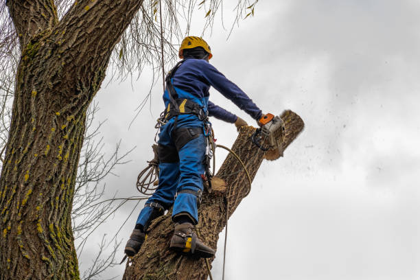 How Our Tree Care Process Works  in  Falls Church, VA