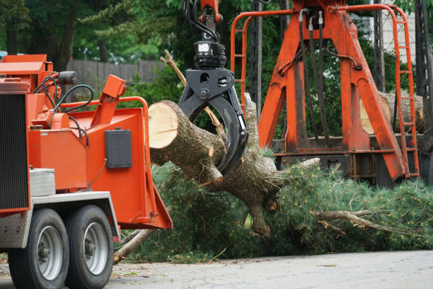 Best Lawn Grading and Leveling  in Falls Church, VA