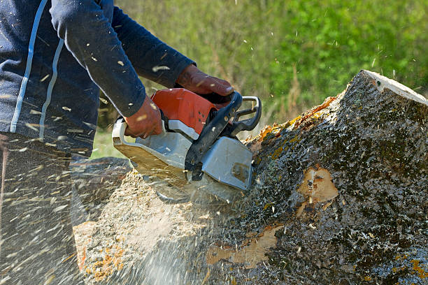 Best Tree Removal  in Falls Church, VA