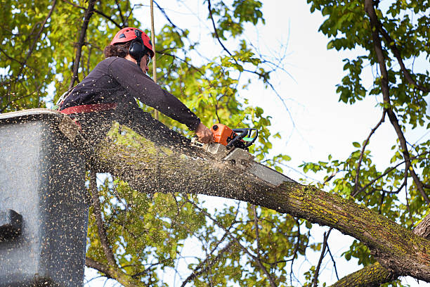 Best Tree Cabling and Bracing  in Falls Church, VA